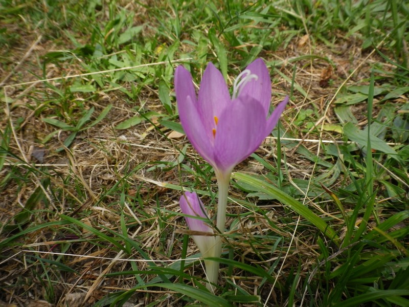 Colchicum cfr.  lusitanum